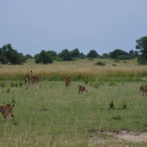 nkundwa (71)